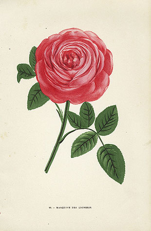 Rose Marquise des Ligneris (source https//www.panteek.comJamainindex2.htm)